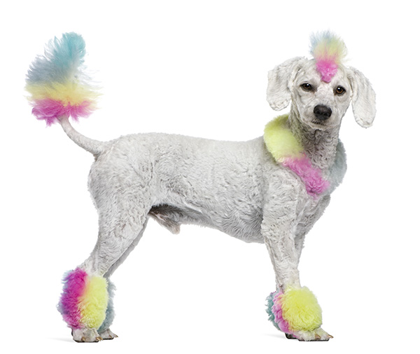rainbow poodle